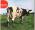 Small cover image for Pink Floyd - Atom Heart Mother   (Digi)